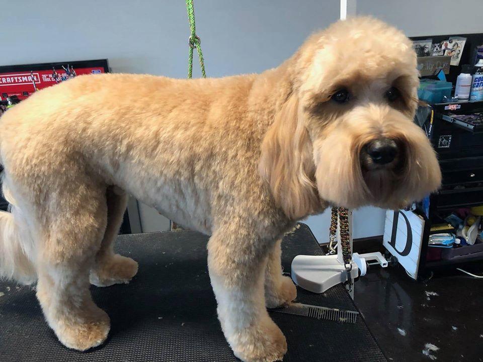 D'TAILS PET GROOMING Grooming